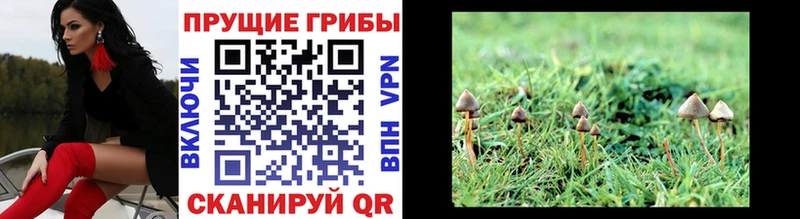 Галлюциногенные грибы Psilocybine cubensis  наркошоп  kraken ТОР  Абинск 